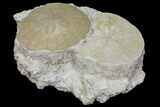 Two Large Fossil Sand Dollars (Scutella) - France #97231-1
